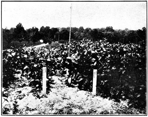 Soya Bean Plants