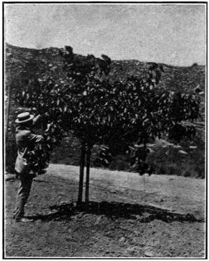 Aleurites Cordata in California