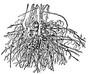 FIG. 162.—Roots of soy bean having tubercle-bearing
bacteria.