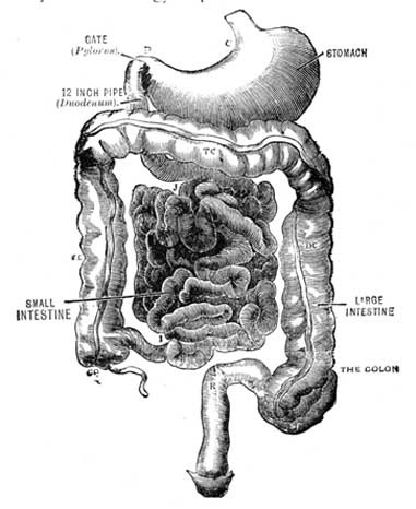 Digestive System.