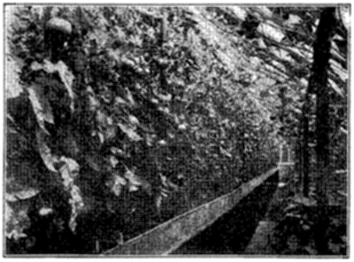 FIG. 27—TOMATOES IN GREENHOUSE AT OHIO EXPERIMENT STATION (Photo by courtesy of C. W. Waid)