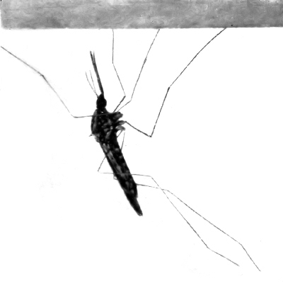 Fig. 103