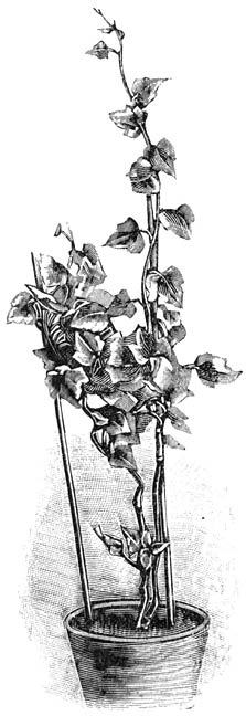 Fig. 171. Hedera maderensis.