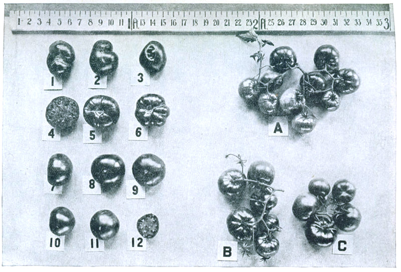 Figure 8.—The Earliana tomato. A picture of a single fruit cannot adequately describe a variety.
1-3. Rough types, common in older strains. 4. Typical interior. 5, 6. Stem end. 7-9. Good type
resulting from selection. 10-12. Pointed-round type occurring frequently in improved strains. A.
Unusually large cluster. B. Typical Earliana cluster showing compound branching. C. Unbranched
cluster of Bonny Best for comparison.