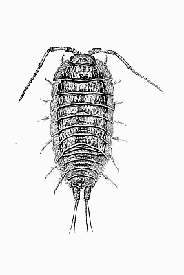 Plate I Ligia oceanica