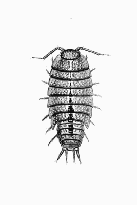 Plate V Trichoniscus roseus