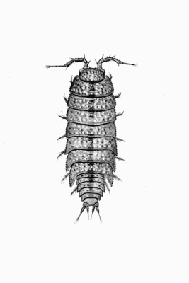 Plate VI Trichoniscoides albidus