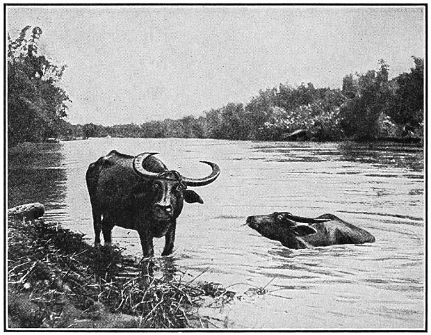 Carabao in Water