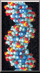 DNA Helix