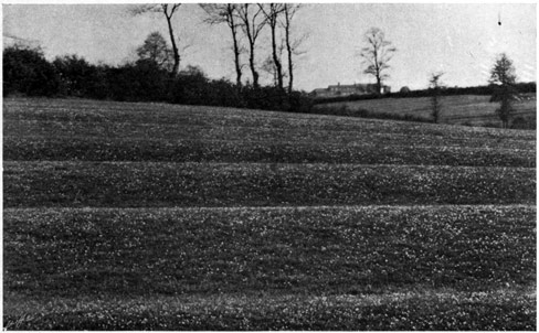 View of a field