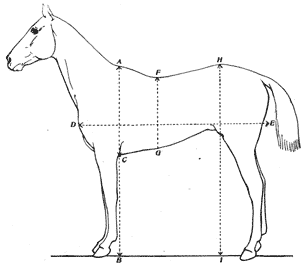 Outline drawing of a horse