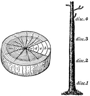 Orientation of Wood Samples