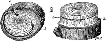 Work of Powder Post Beetle