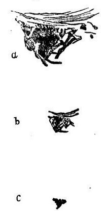 Fig. 22. a b c